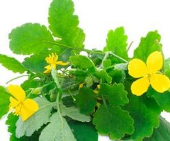 celandine fir d'Behandlung vun Zehennagelpilz
